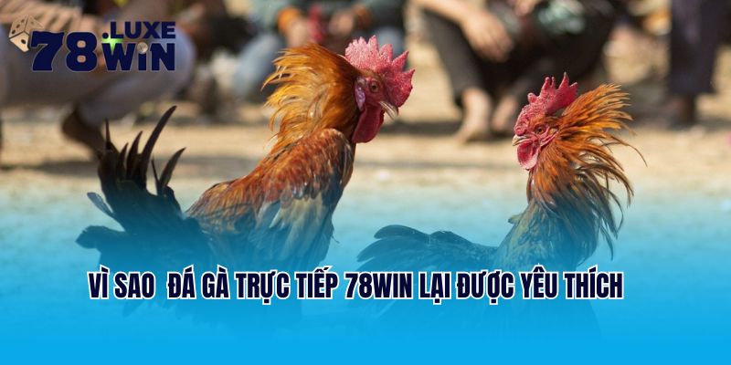 Vì sao hình thức đá gà trực tiếp tại 78Win lại được ưa chuộng?